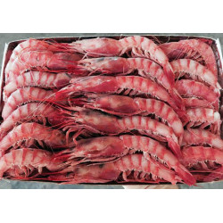 Gamba Roja 1 Extra caja 1kg